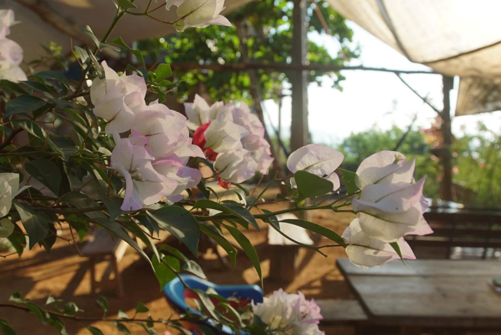 Balamjuyuc Cabanas Y Ecohostel Santa María Tonameca エクステリア 写真